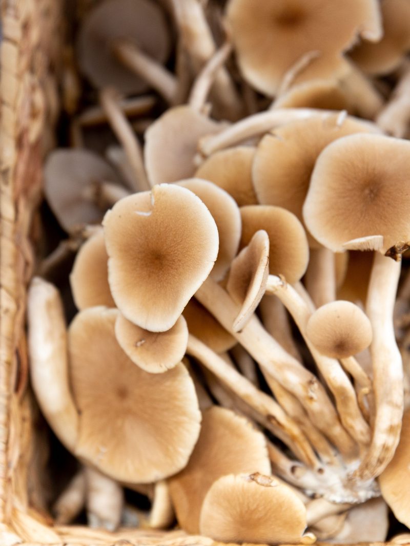Apex Mushroom at People + Produce market